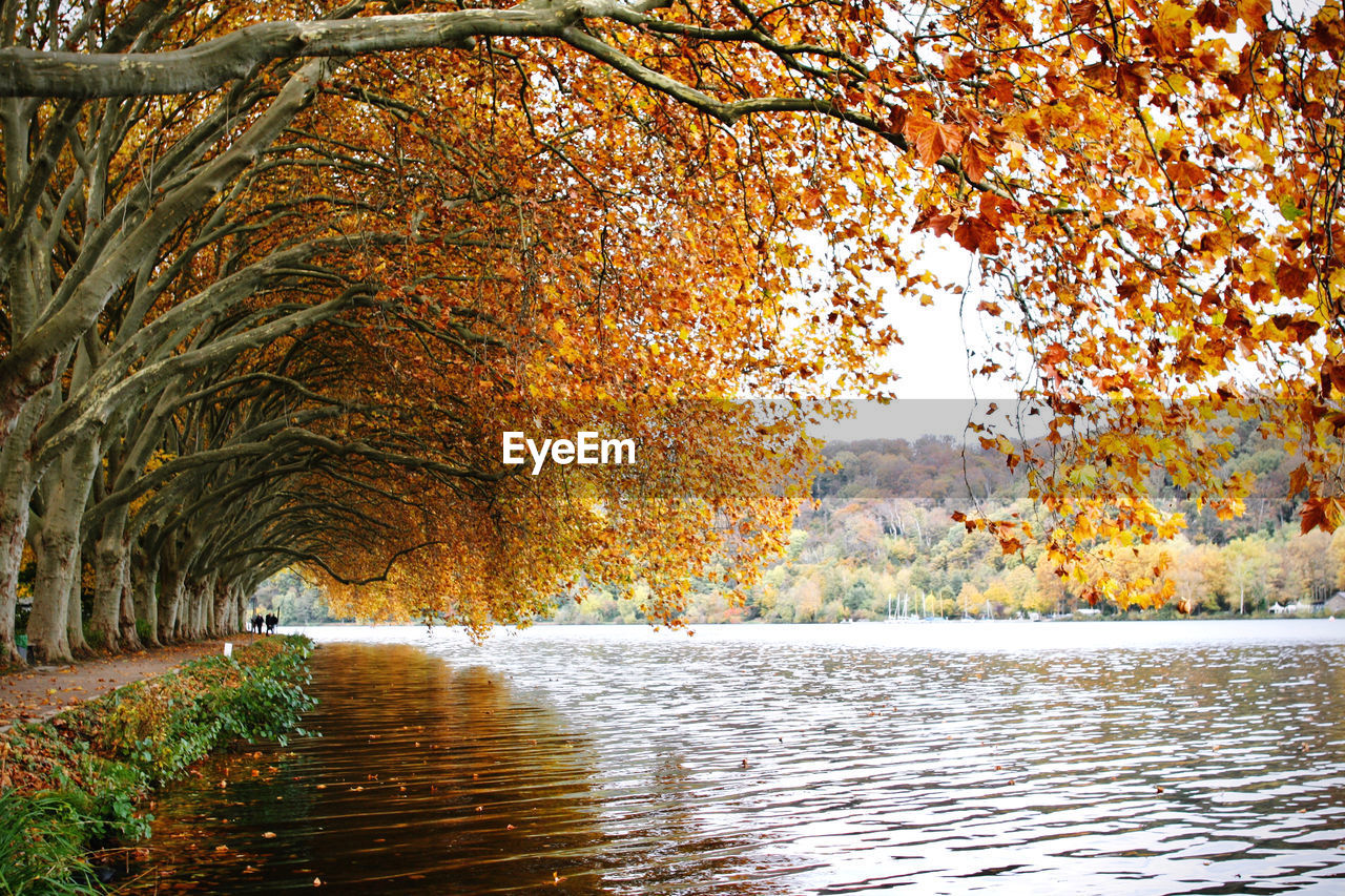 SCENIC VIEW OF LAKE ALONG TREES