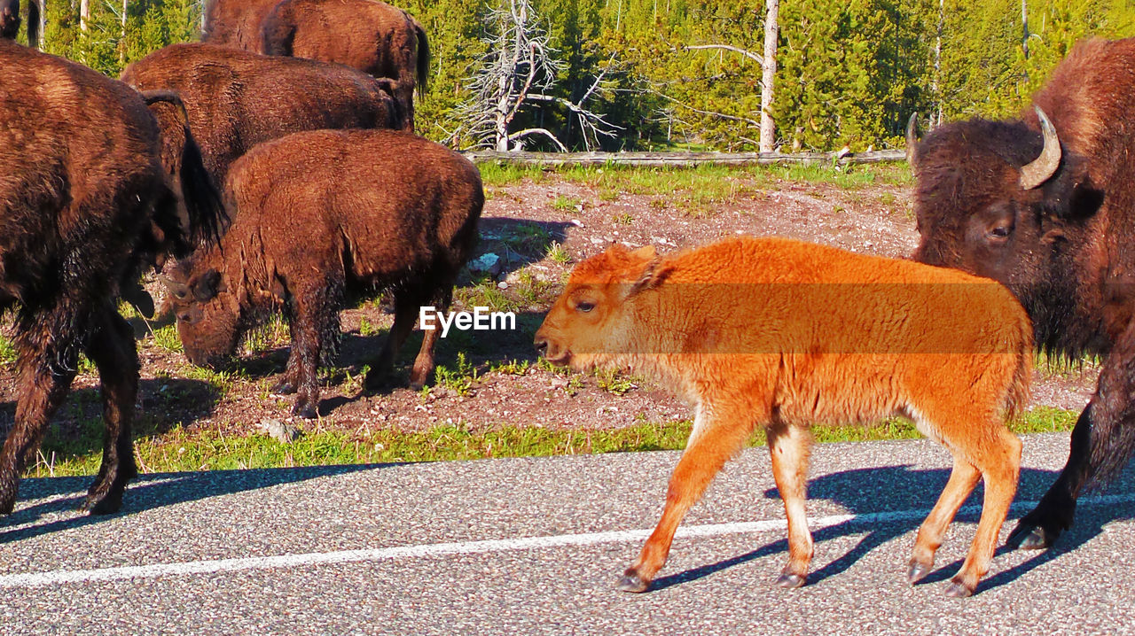 High angle view of american bison and calf on road at yellowstone national park