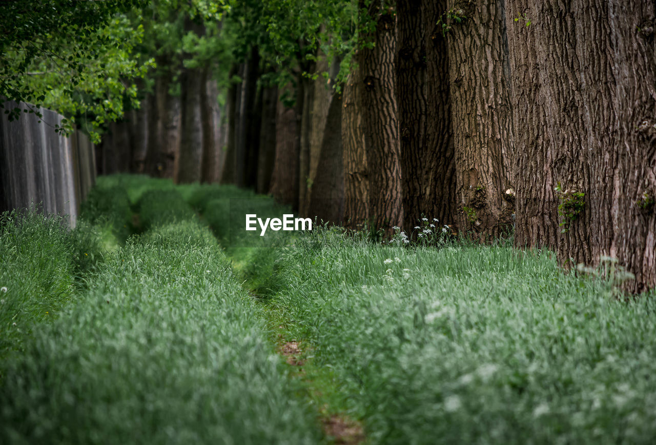 View of trees in forest