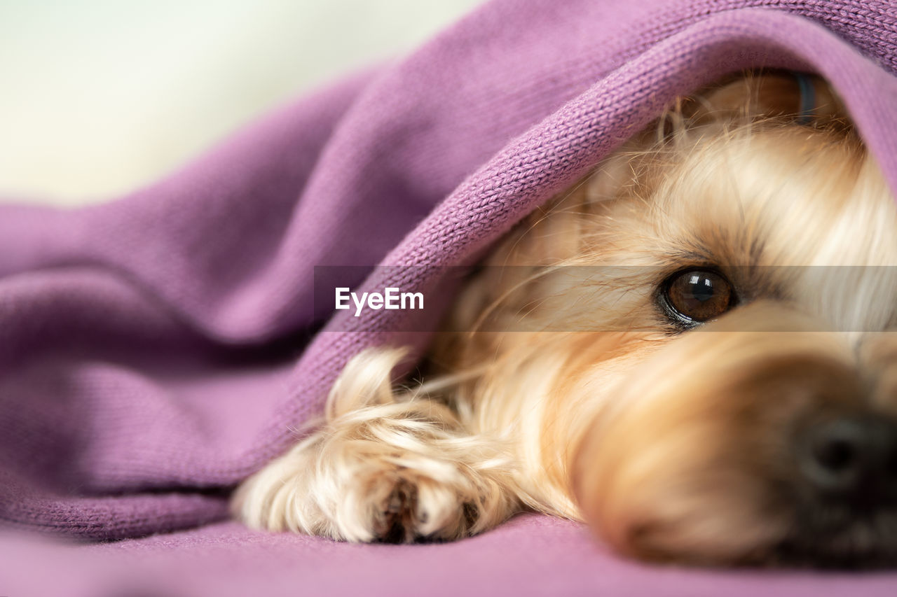 close-up of dog relaxing on bed