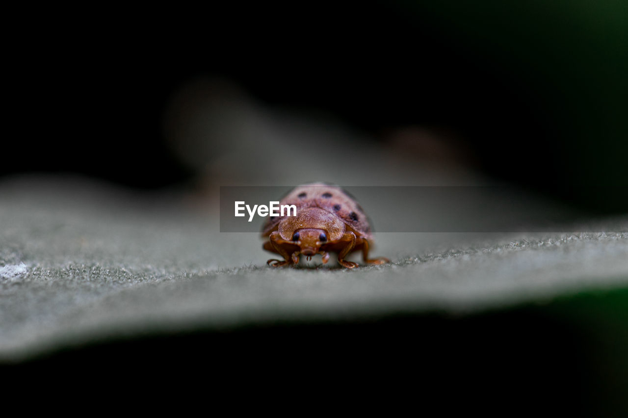 Close-up of spider