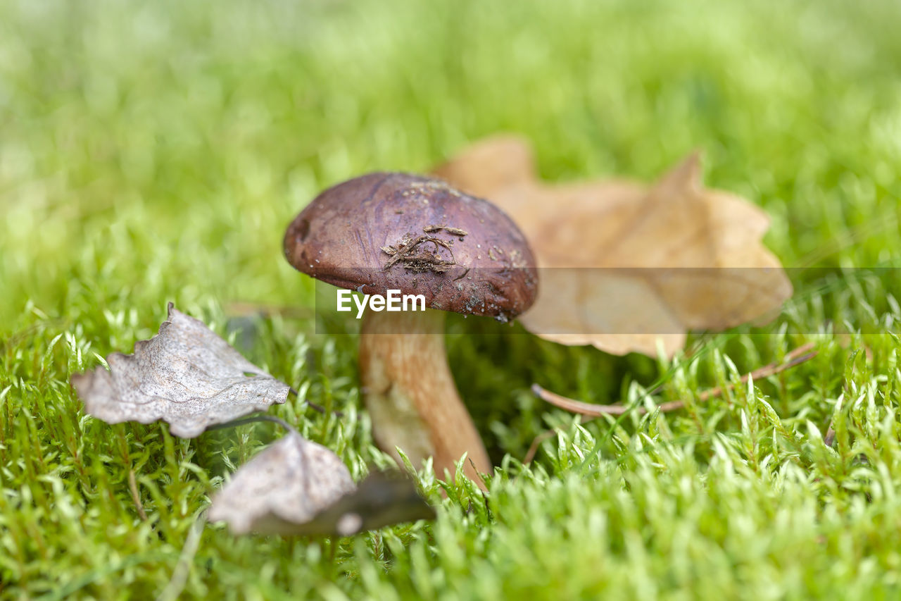 Beautiful autumn season. edible leccinum mushroom in the moss.