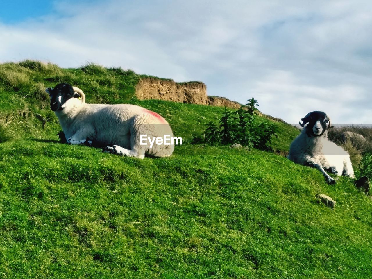 Sheep in a field