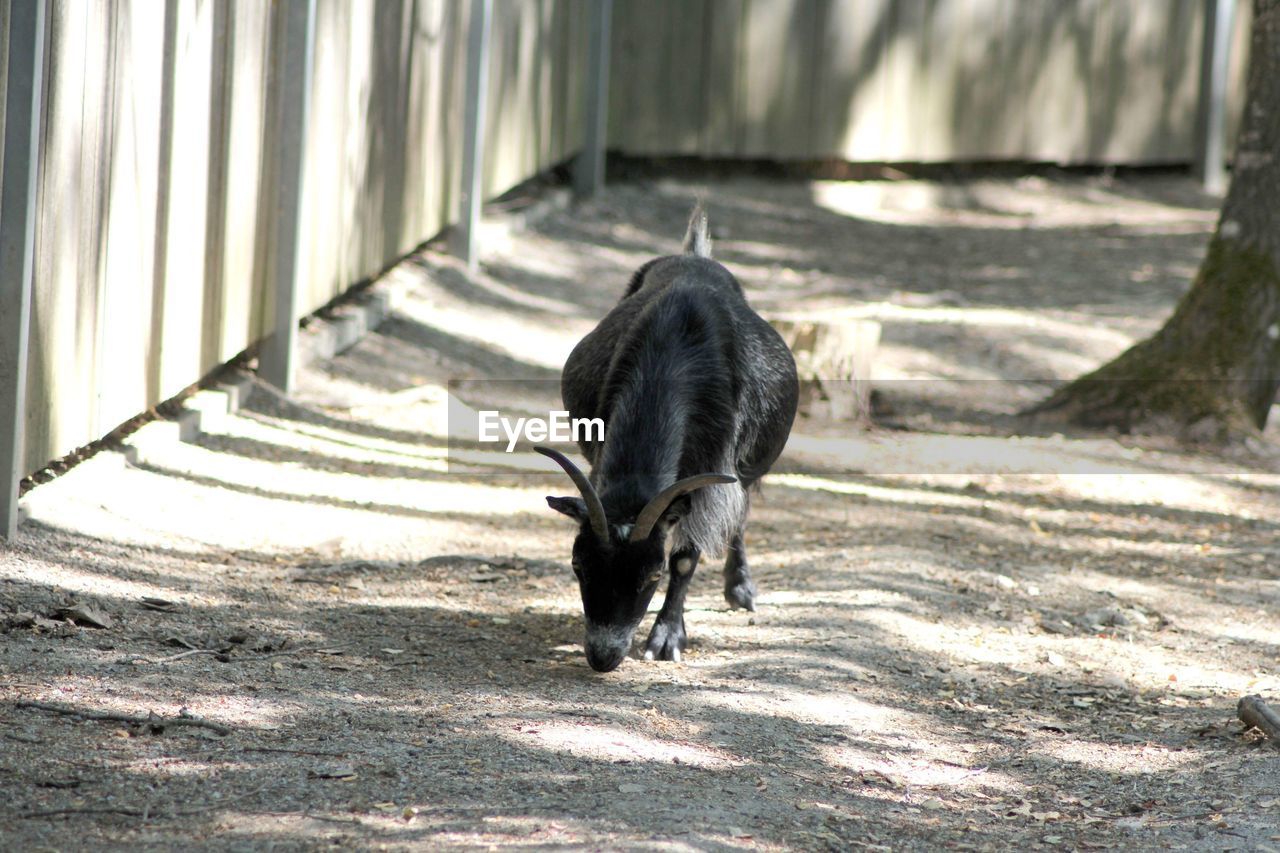 Goat out for a walk 