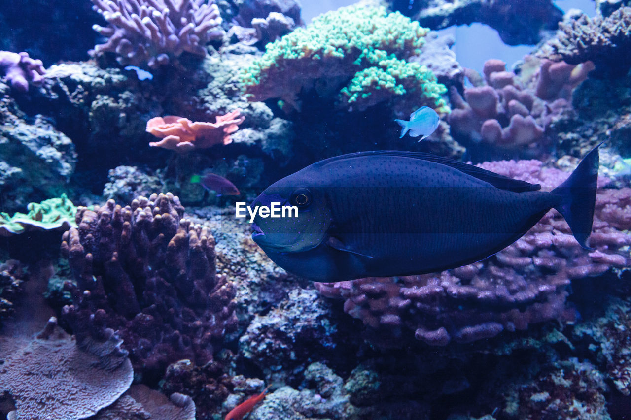 FISH SWIMMING UNDERWATER IN AQUARIUM