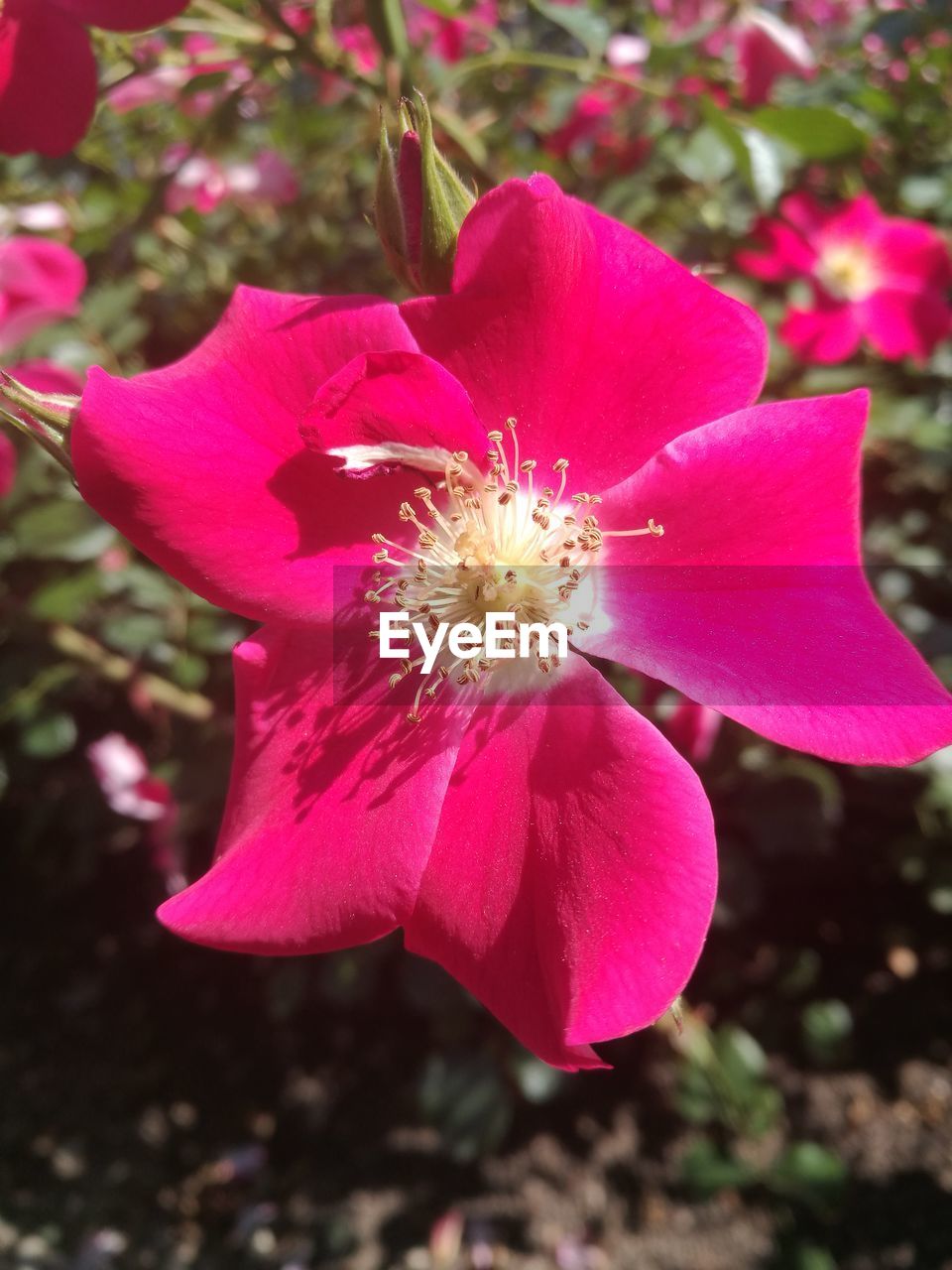 CLOSE-UP OF PINK FLOWER