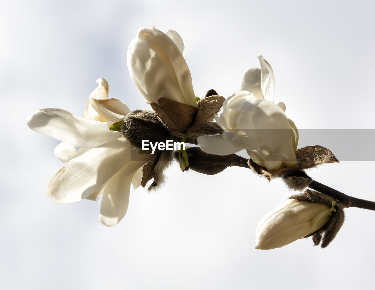 Magnolia blossoms