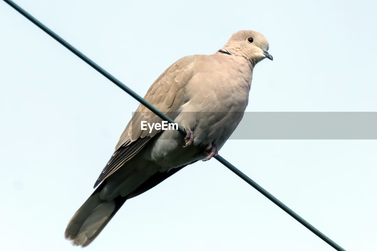 LOW ANGLE VIEW OF BIRD PERCHING AGAINST SKY