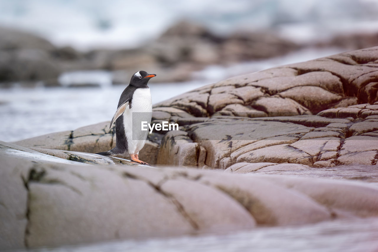 Gentoo penguin stands on rock on coast