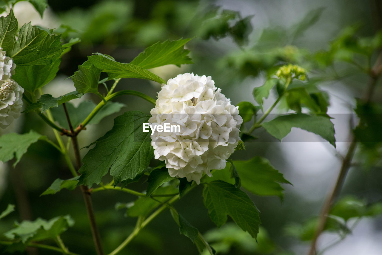 CLOSE-UP OF WHITE FLOWERING PLANT WITH GREEN LEAVES