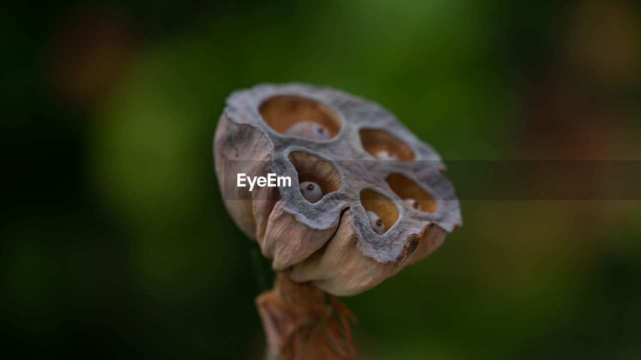 CLOSE-UP OF MUSHROOM ON PLANT