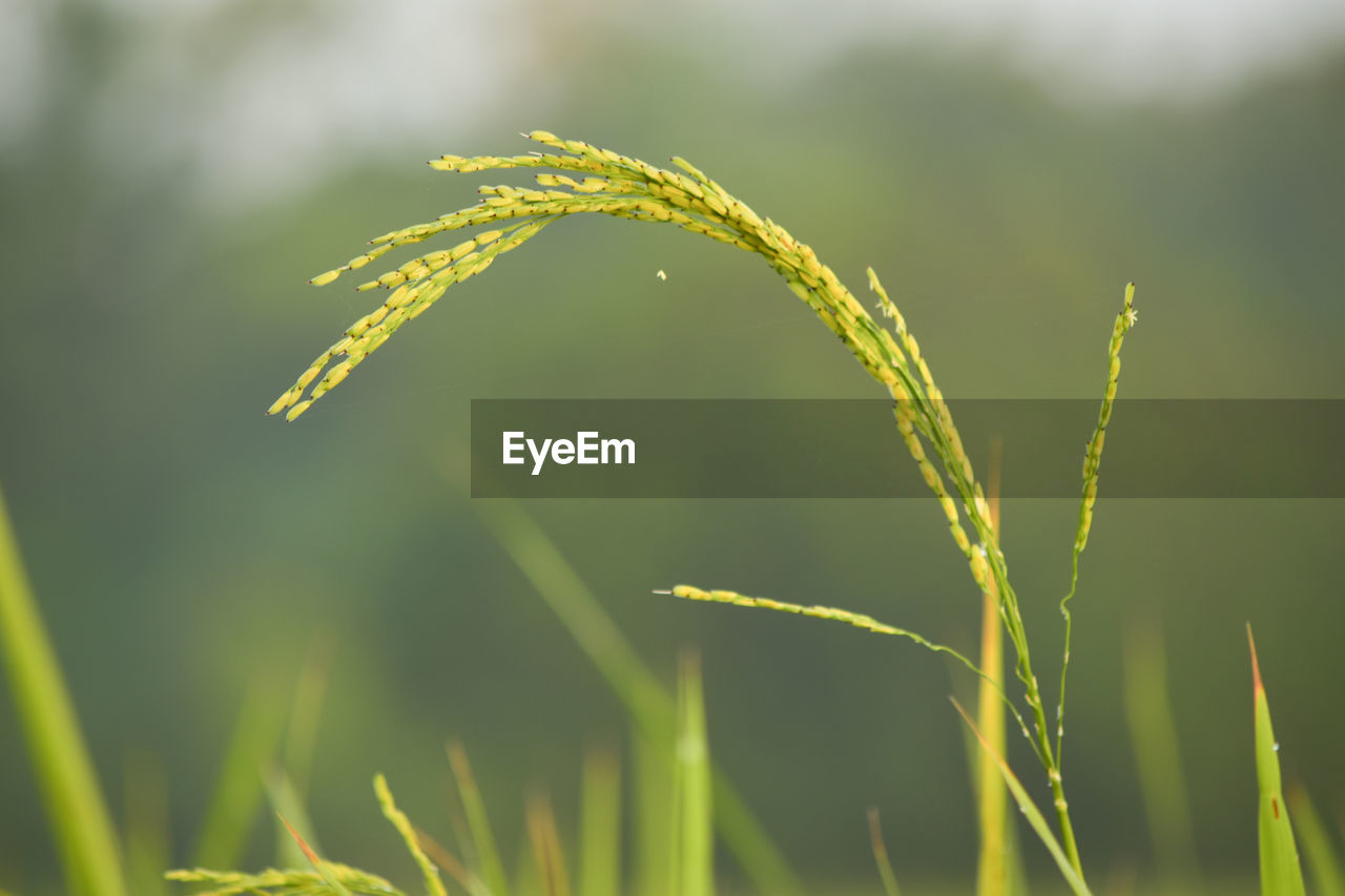 Close-up of grass growing on field