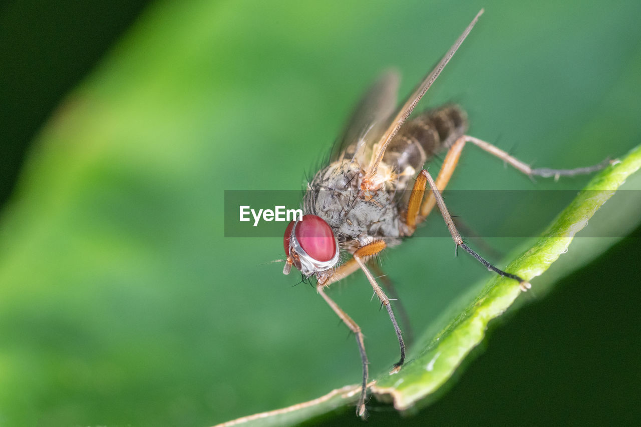 Close-up of fly on leaf - macro