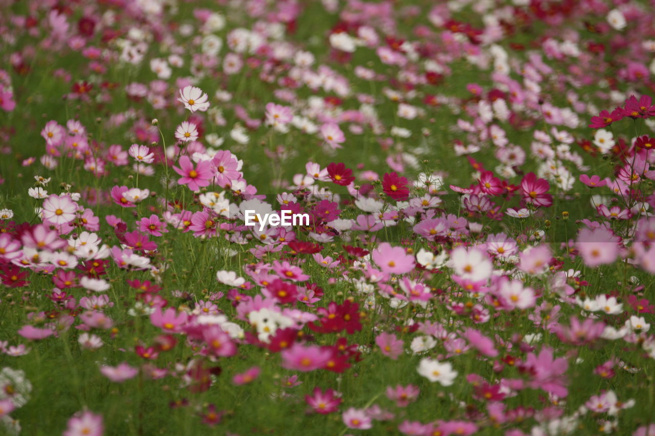 Close-up of pink flowering plants on field