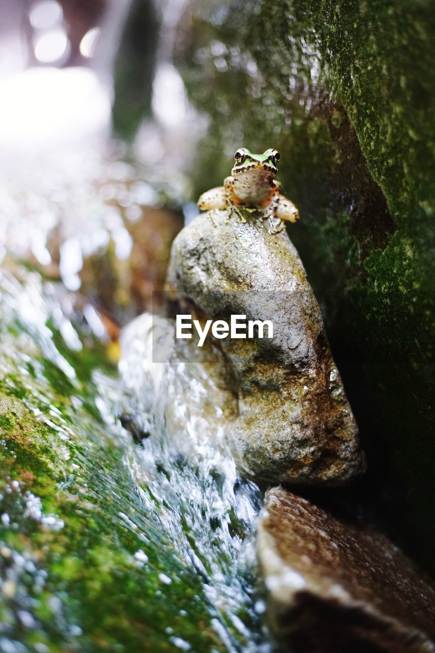 Close-up of frog on rock by stream in forest