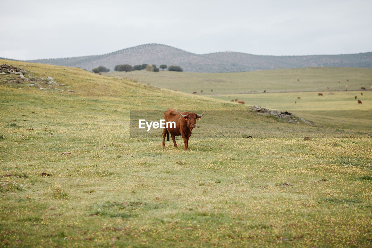 HORSES ON FIELD