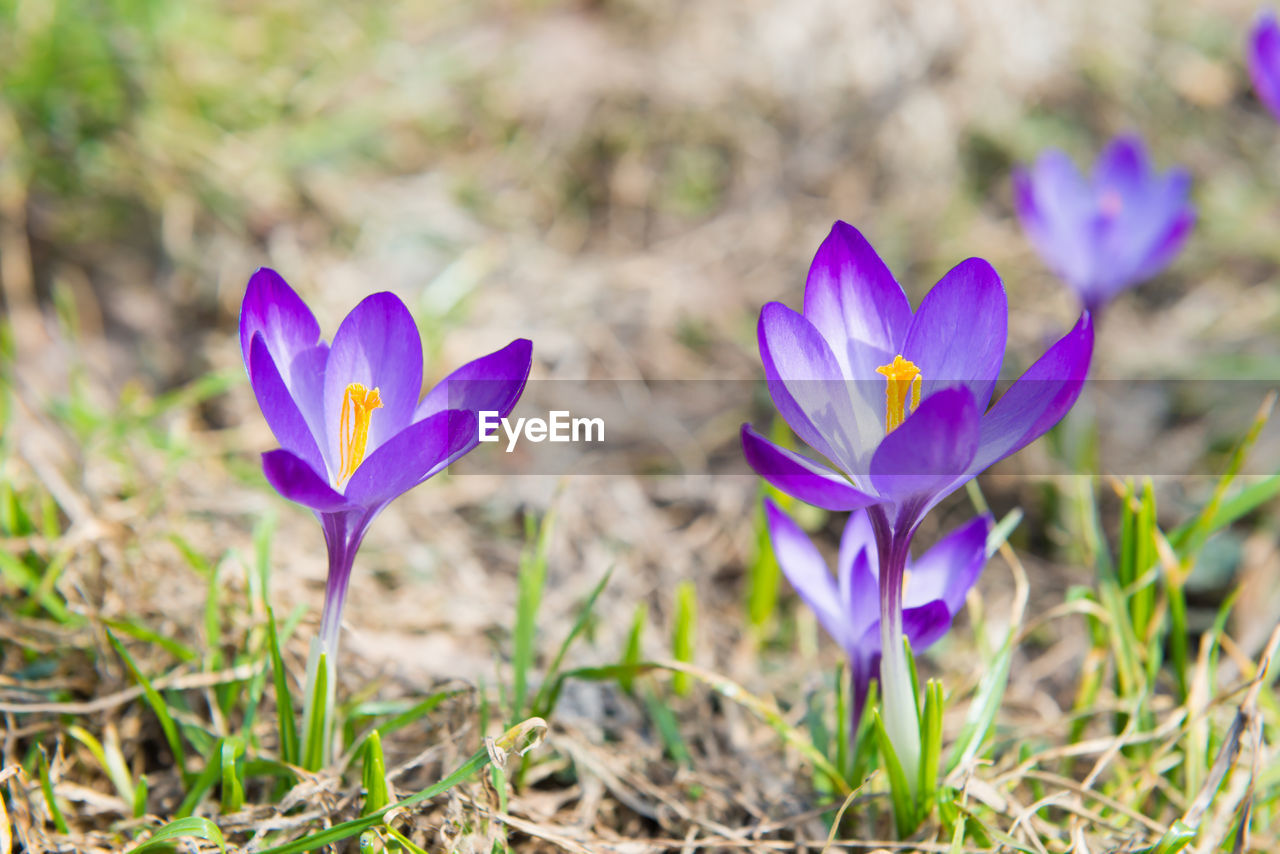 Field with spring violet flowers crocuses with soft background