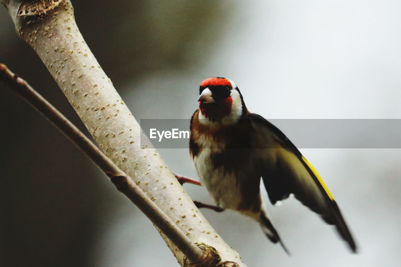 Close-up of golden finch perching on branch