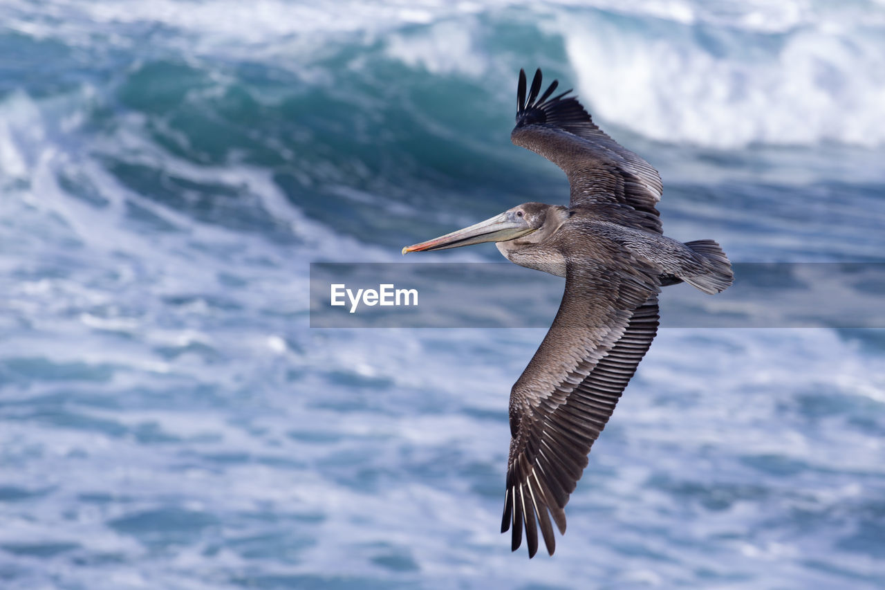 Pelican flying over water