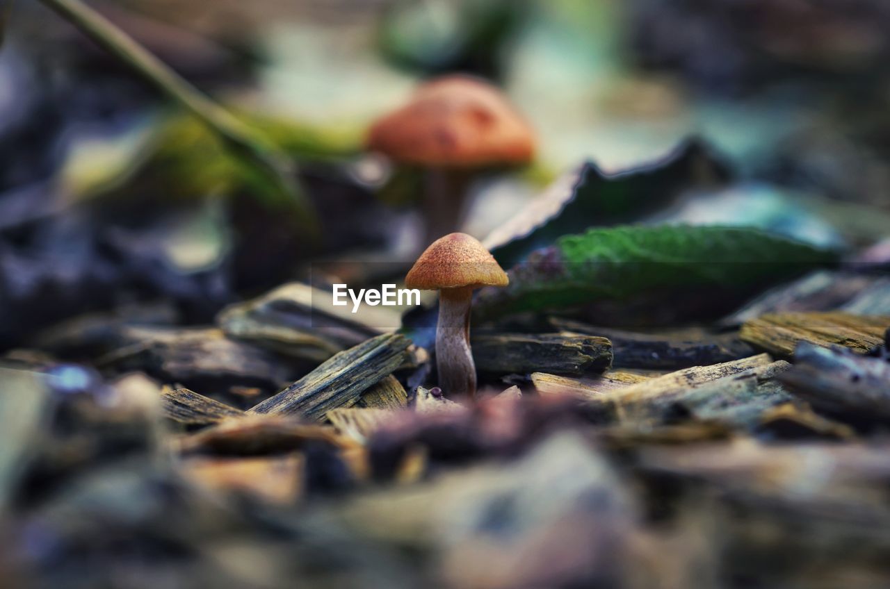 Close-up of mushroom growing at forest