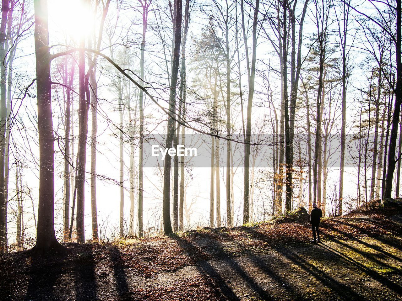 Rear view of man standing in forest