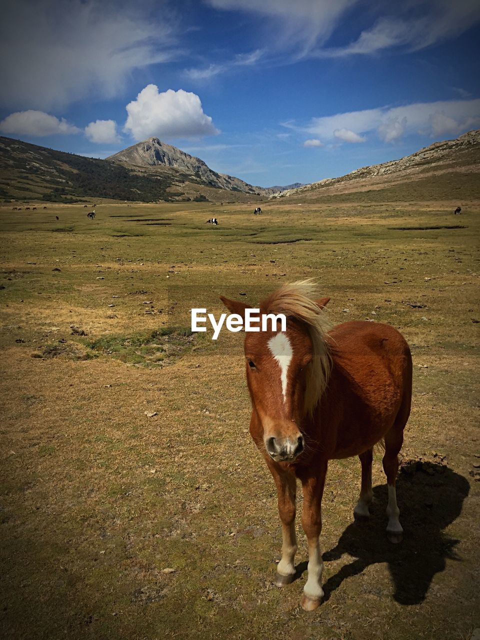 Horse grazing on field