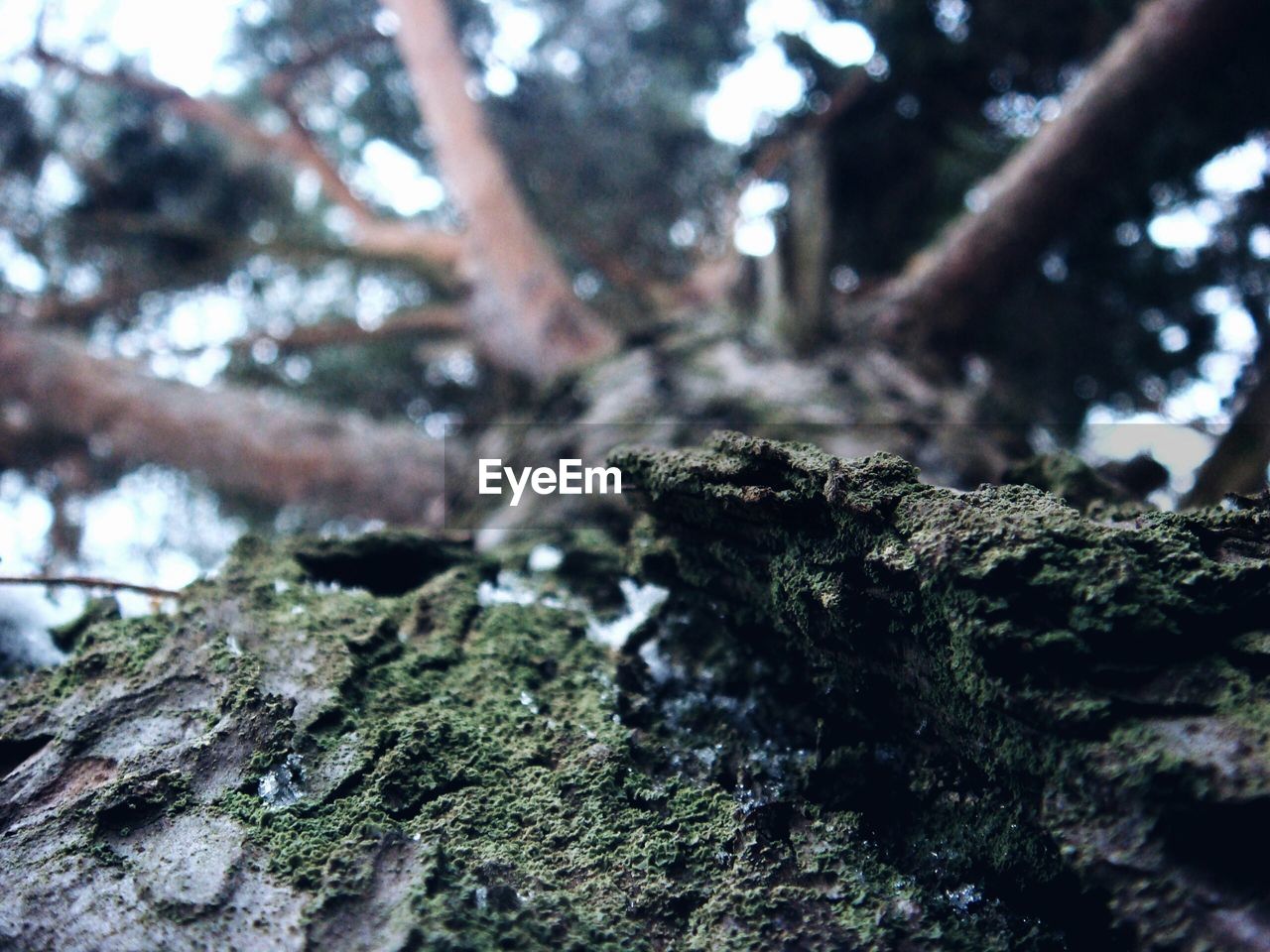 CLOSE-UP OF MOSS ON TREE TRUNK IN FOREST