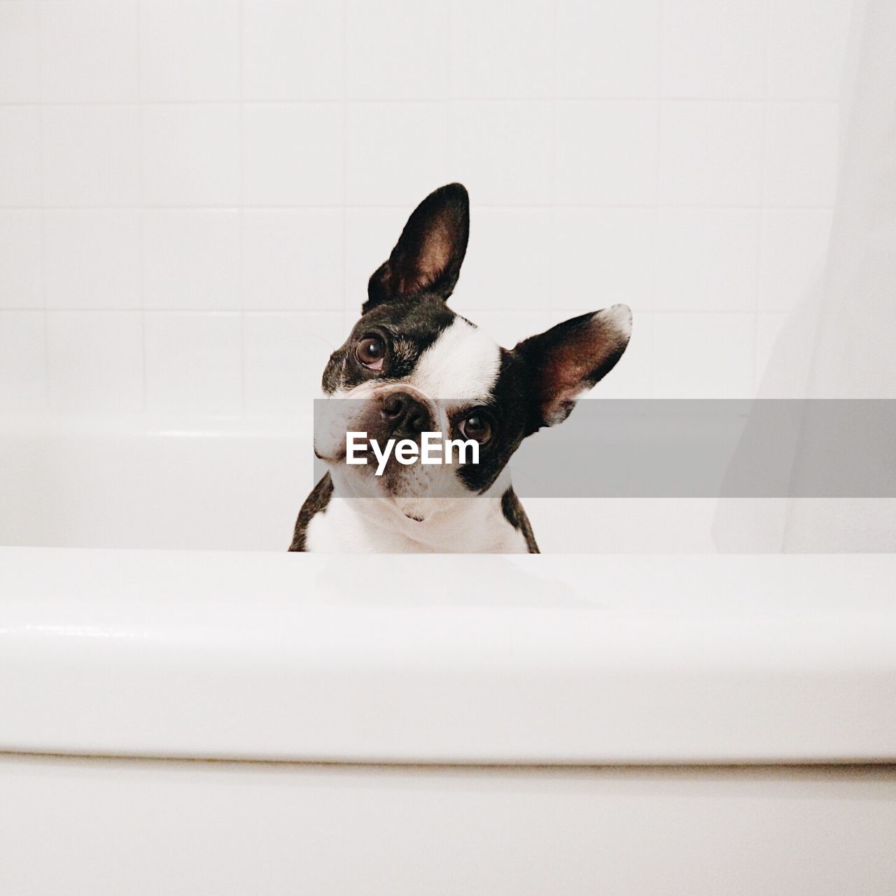 Portrait of dog sitting in tub