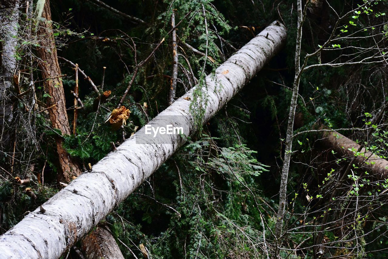 CLOSE-UP OF BAMBOO TREE TRUNK IN FOREST