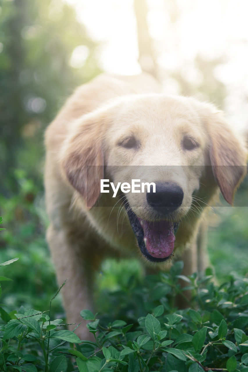 CLOSE-UP PORTRAIT OF A DOG
