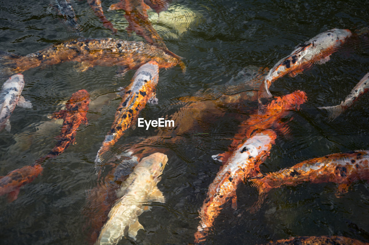 CLOSE-UP OF KOI FISH IN WATER