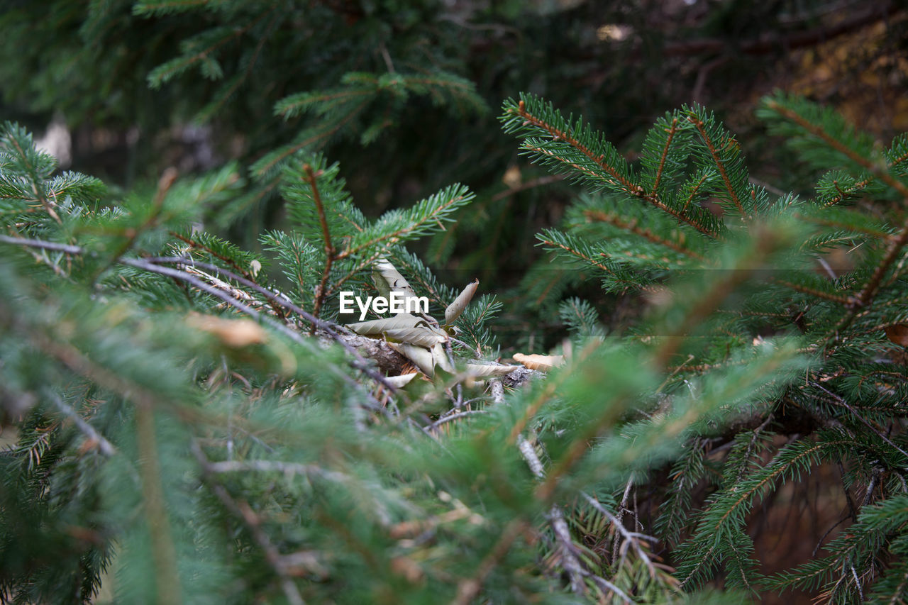 Pine tree in forest