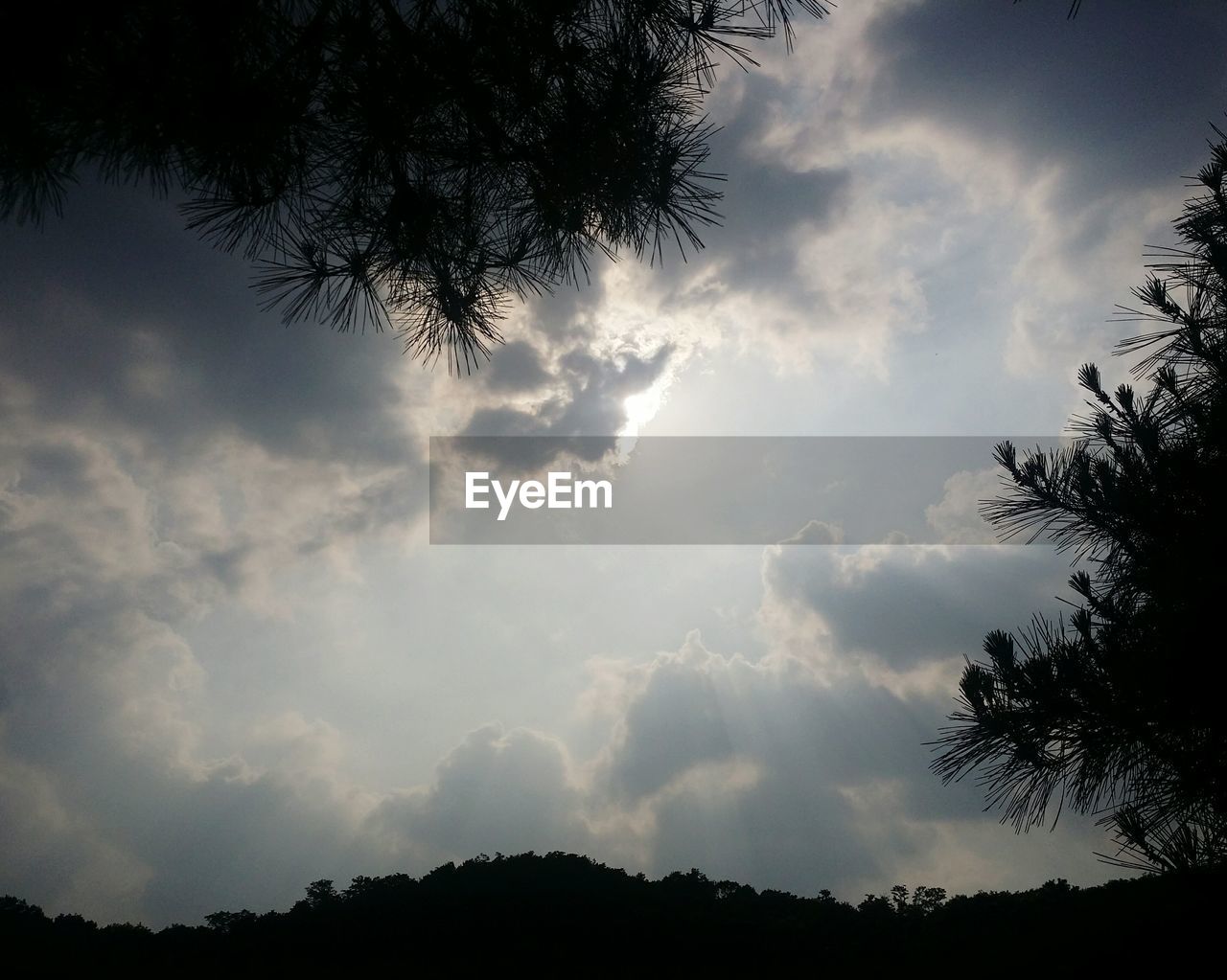 TREES AGAINST CLOUDY SKY