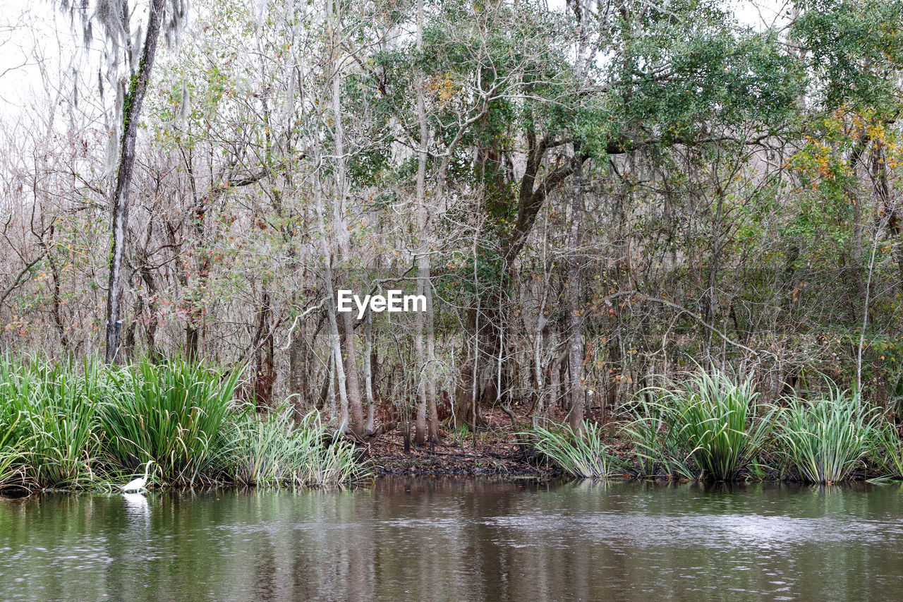 PLANTS GROWING IN LAKE