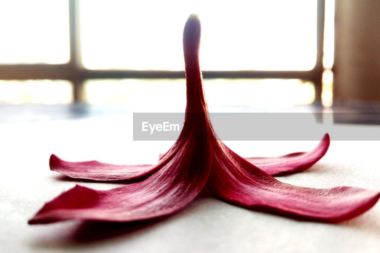 CLOSE-UP OF RED ROSE FLOWER IN WINDOW