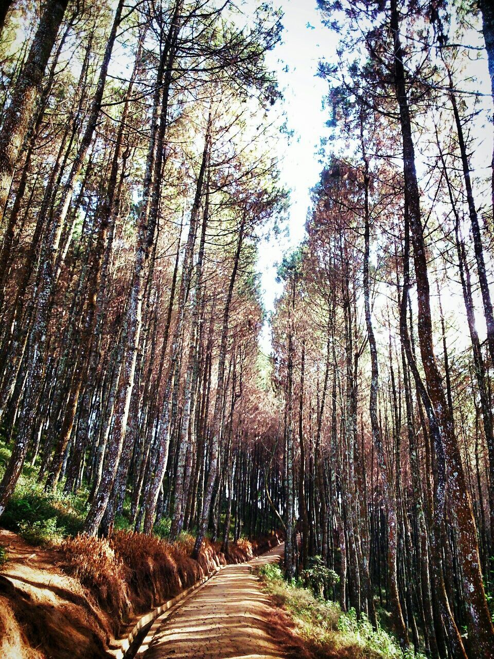 Pathway amidst trees in forest