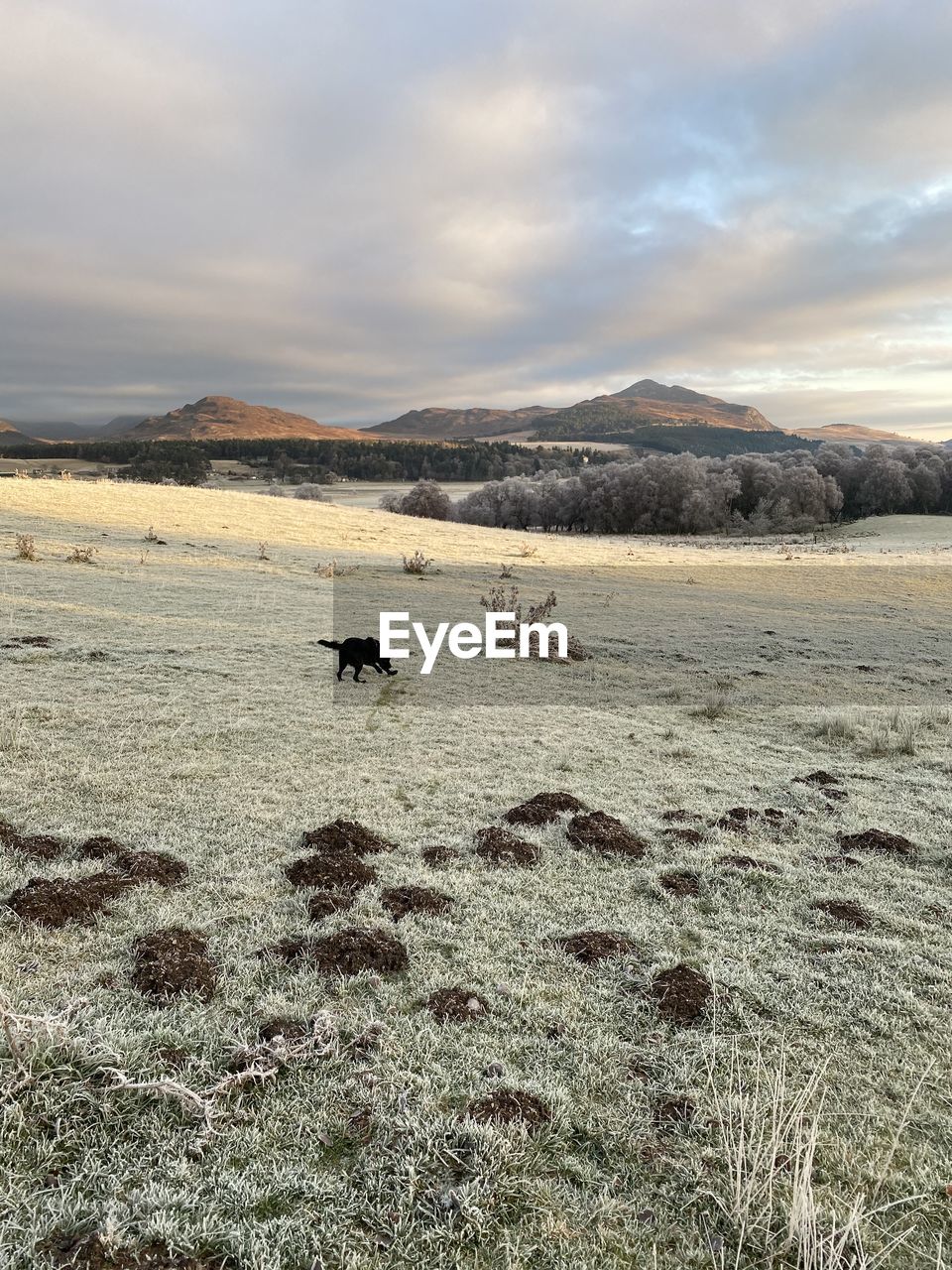 VIEW OF BIRDS ON FIELD