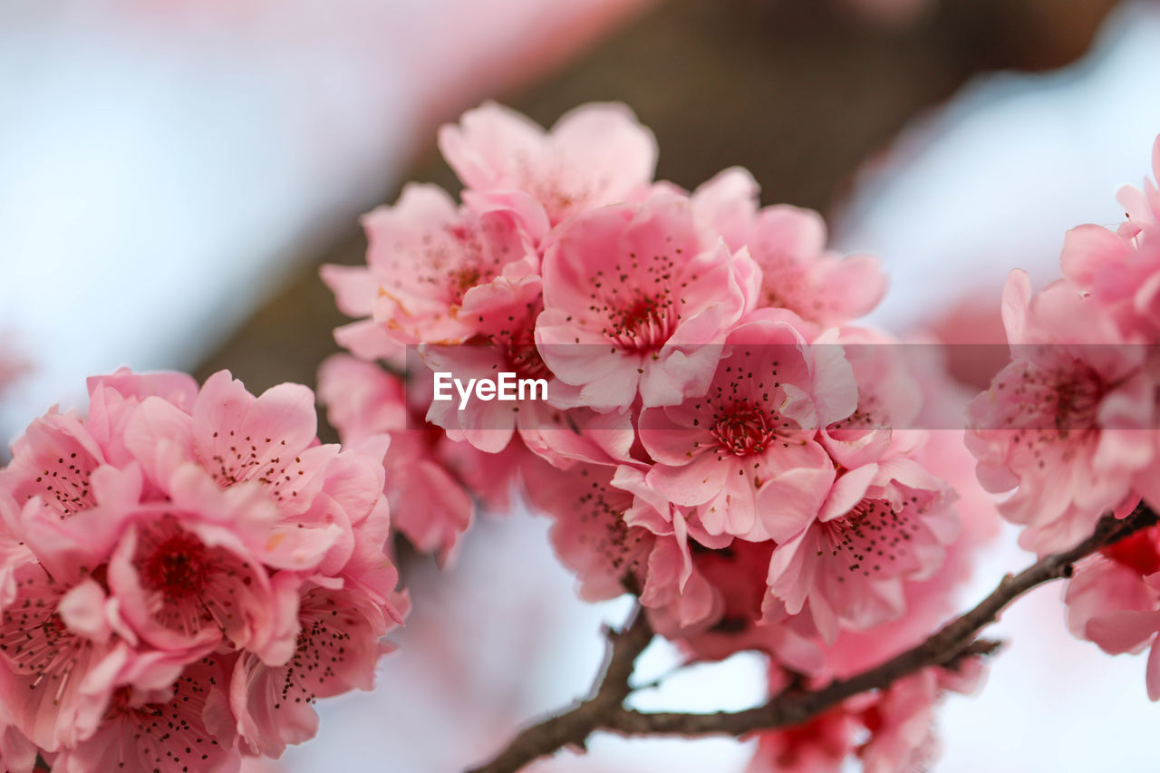 Close-up of pink cherry blossom