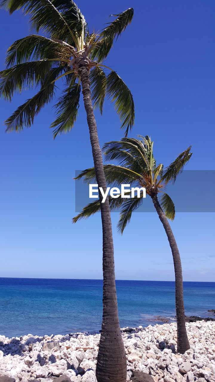PALM TREE AT BEACH AGAINST CLEAR BLUE SKY
