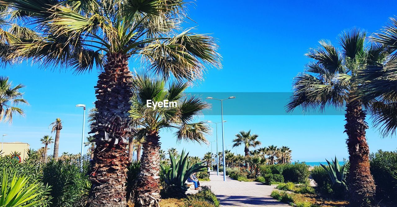 LOW ANGLE VIEW OF PALM TREES AGAINST SKY