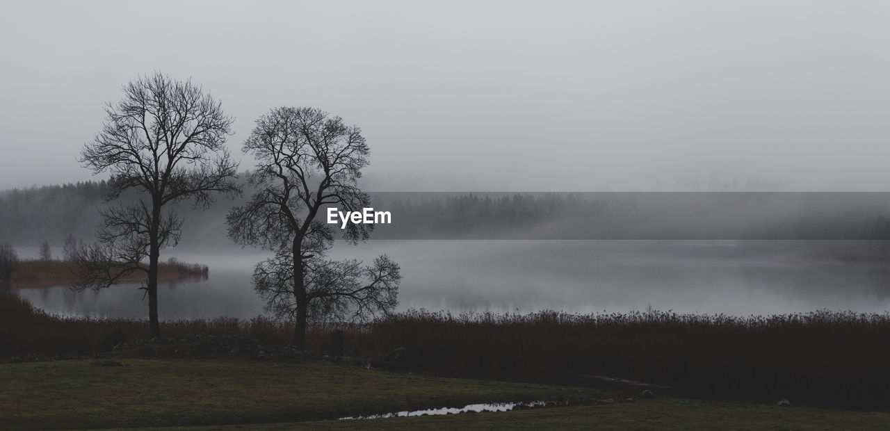 Trees on field against sky during foggy weather