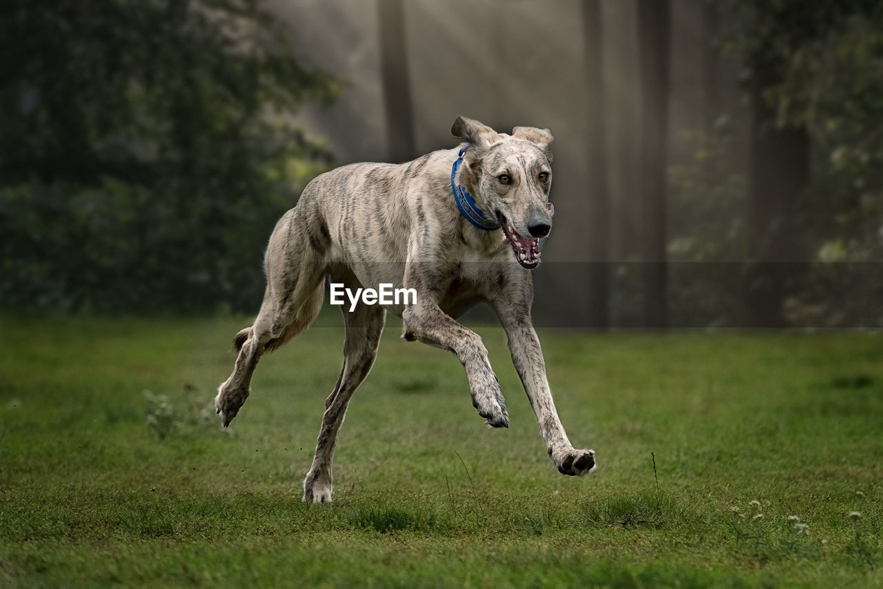 Dog running in a field