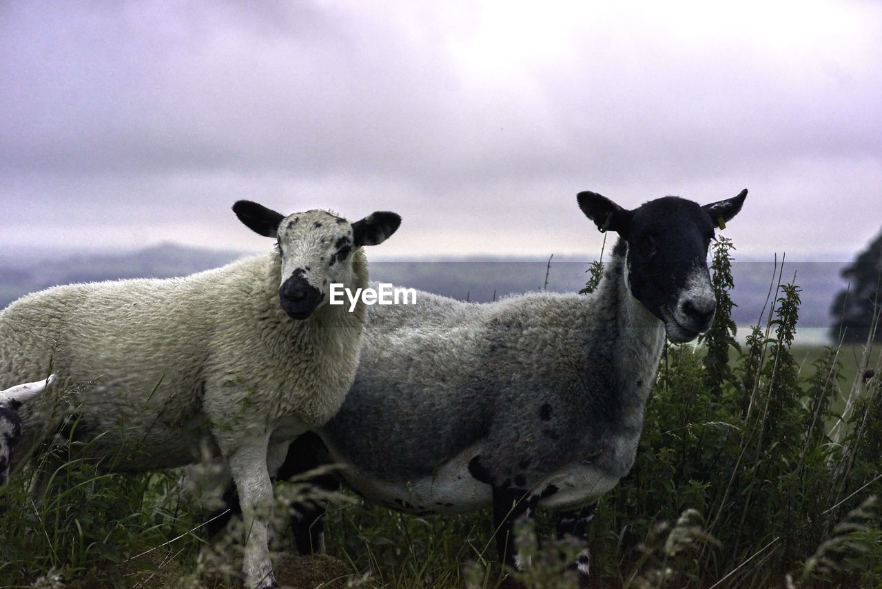 Portrait of  two sheeps on a field