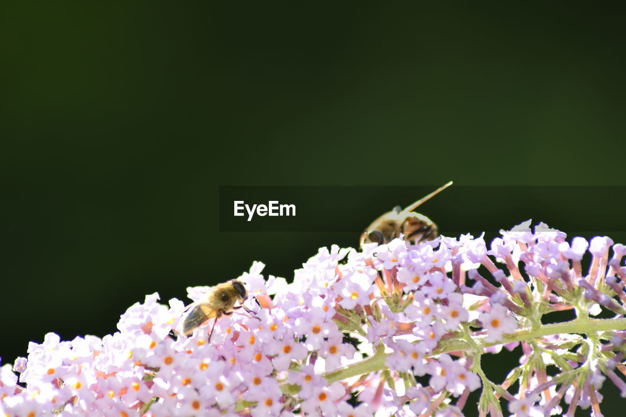 Close-up of bees pollinating on butterfly bush