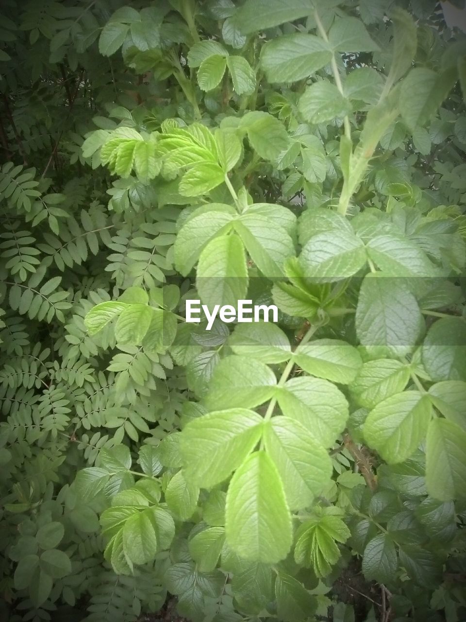 PLANTS GROWING ON A TREE