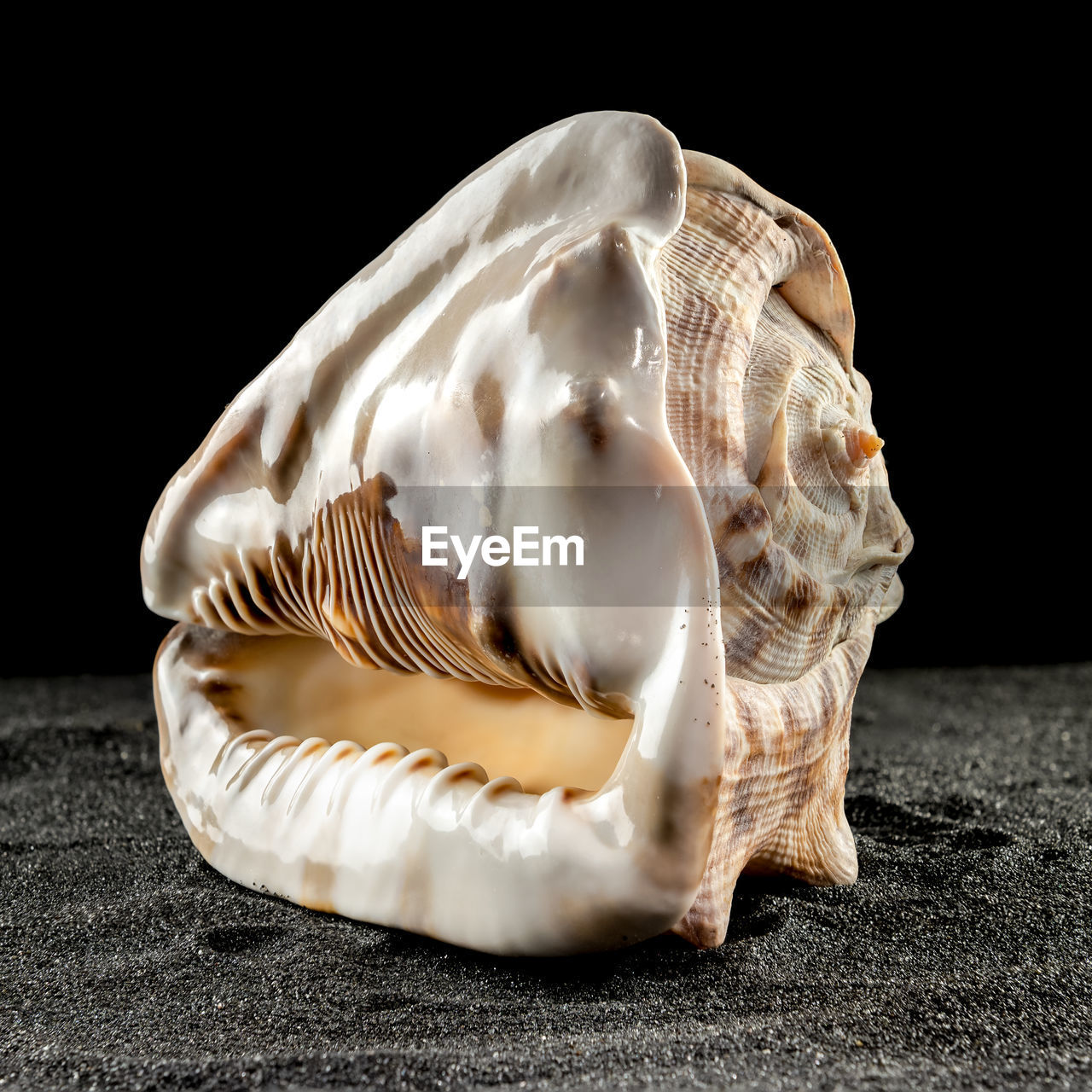 shell, conch, black background, animal, studio shot, animal wildlife, close-up, animal themes, no people, sea, nature, indoors, seashell, single object, animal shell, wildlife, sea life, one animal