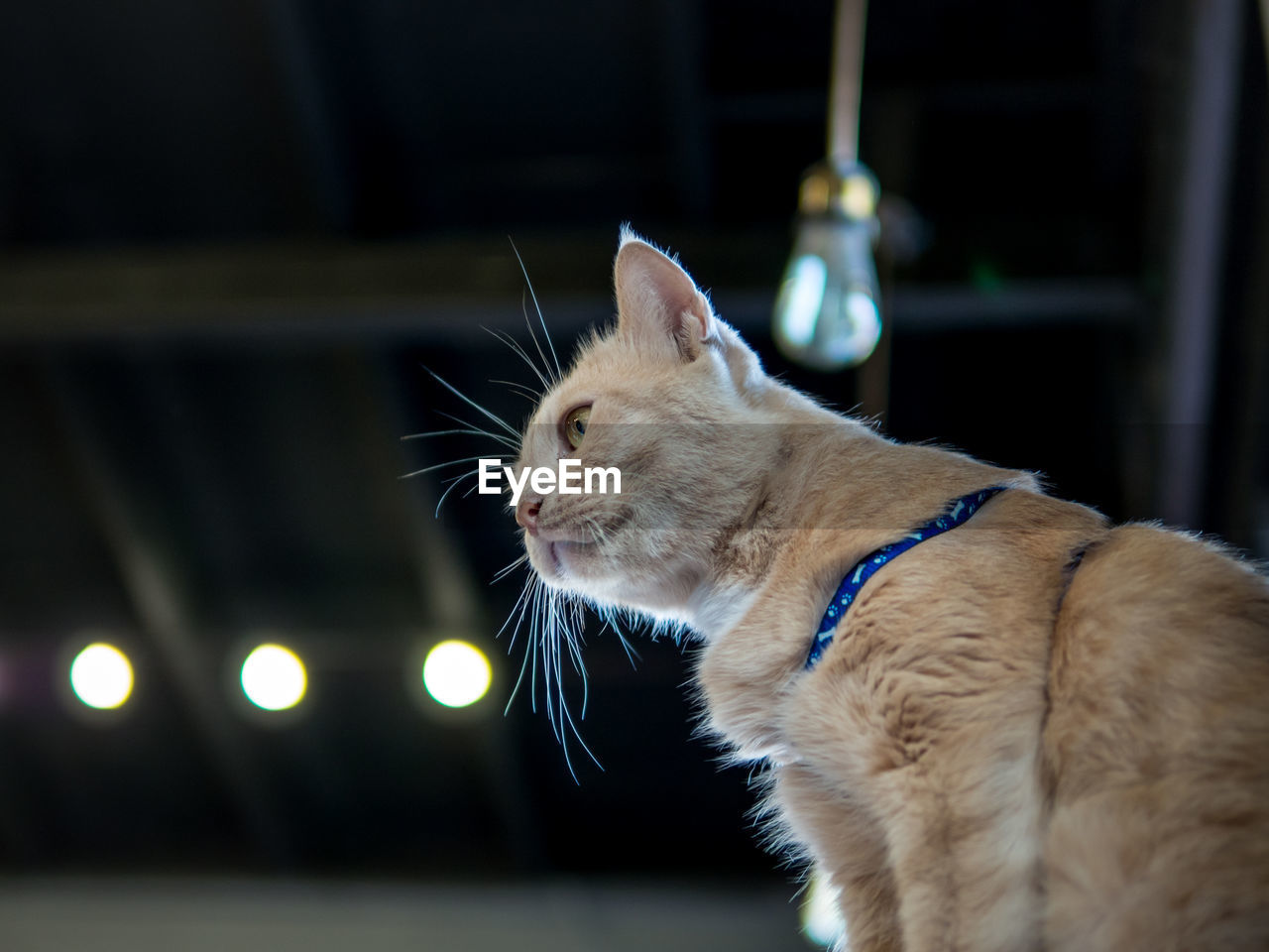 CAT LOOKING AWAY