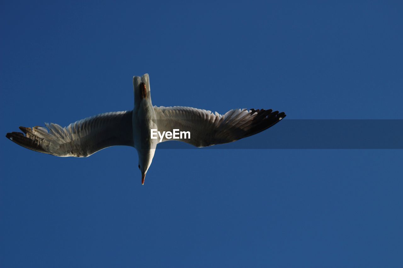 LOW ANGLE VIEW OF BIRD FLYING IN SKY