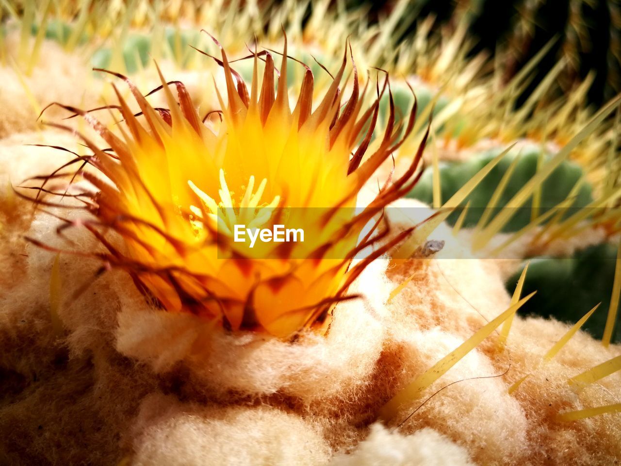 CLOSE-UP OF FLOWER GROWING OUTDOORS