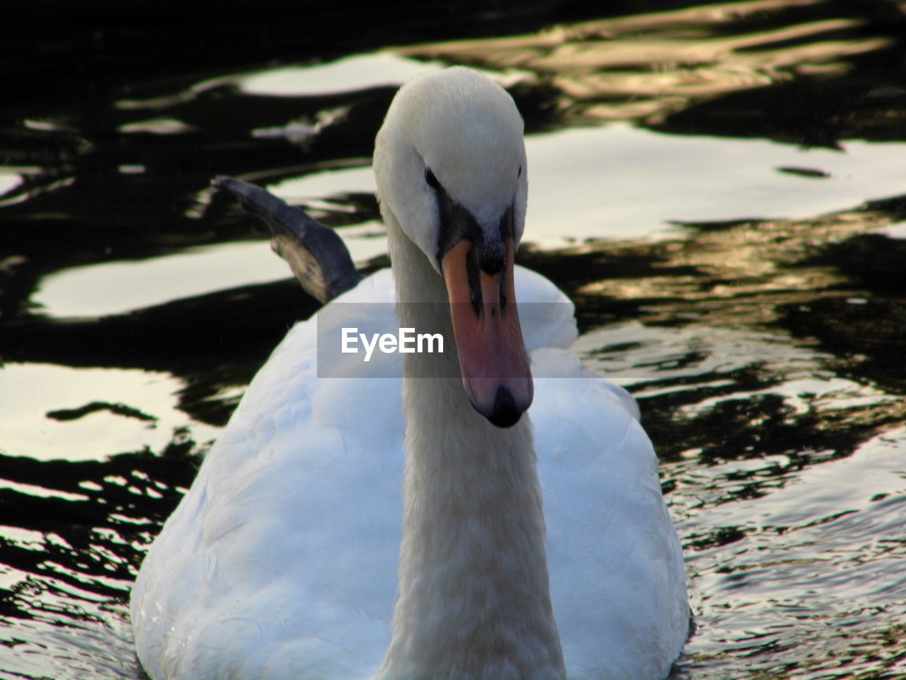 SWAN SWIMMING IN LAKE